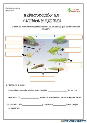 Reproducción de anfibios y reptiles