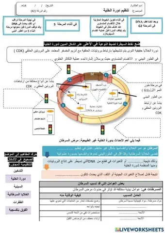 ورقة 42تفاعلية3