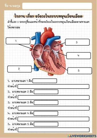 ใบงาน เรื่อง อวัยวะในระบบหมุนเวียนเลือด