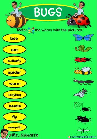 Bugs (Match the words with the pictures)
