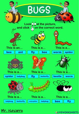 Bugs (Look at the picture and click on the correct word)