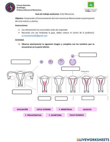 Guía trabajo autónomo: Ciclo Menstrual