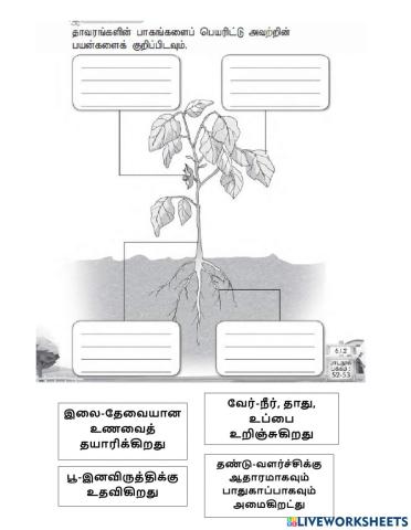 தாவரங்கள்-பக்கம் 34