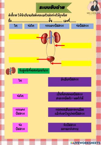 ระบบขับถ่าย