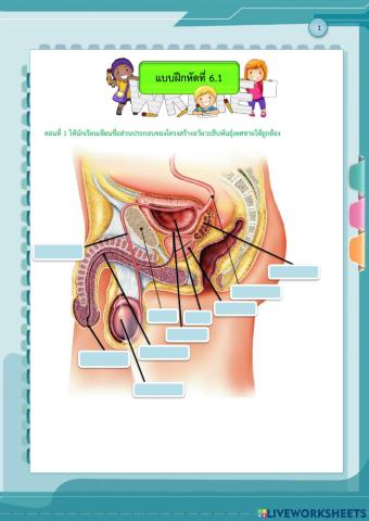 โครงสร้างระบบสืบพันธุ์เพศชาย