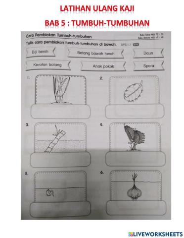 Latihan ulang kaji bab 5 - tumbuh-tumbuhan