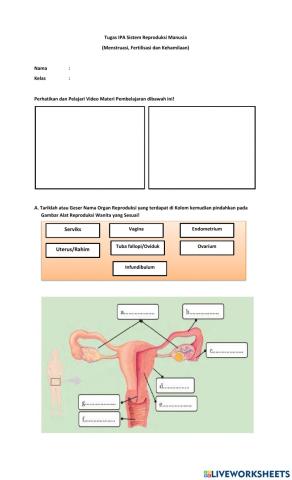 Sistem reproduksi manusia
