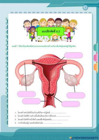 โครงสร้างระบบสืบพันธุ์เพศหญิง