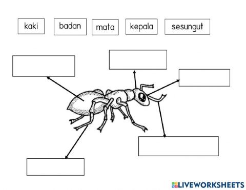 Mengenal Anggota Badan Semut