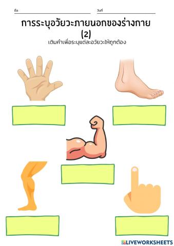 อวัยวะภายนอกร่างกาย2