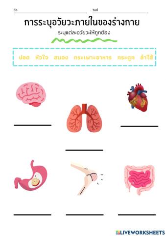 อวัยวะภายในร่างกาย