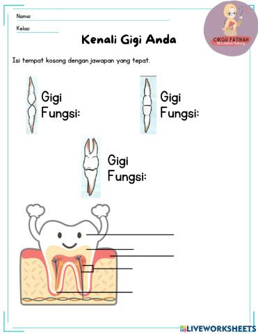Jenis dan struktur gigi