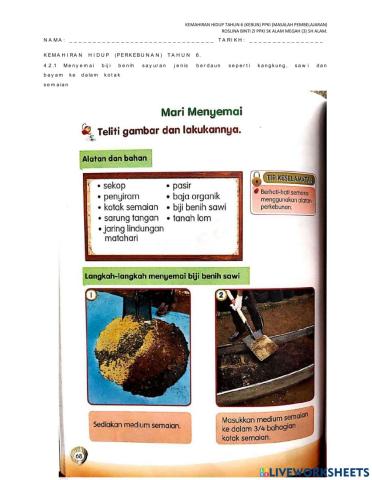 Semai biji benih sawi ppki