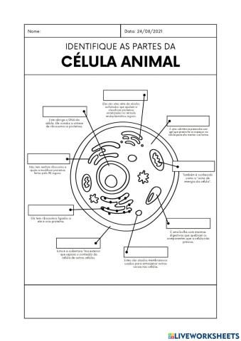 Célula animal