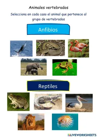 Animales vertebrados