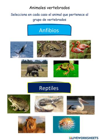Animales vertebrados