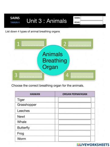 Animal Breathing Organs