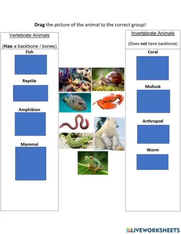 Vertebrate & Invertebrate