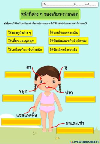 หน้าที่อวัยวะภายนอก