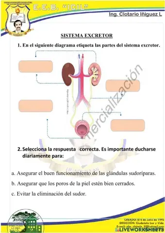 Sistema excretor