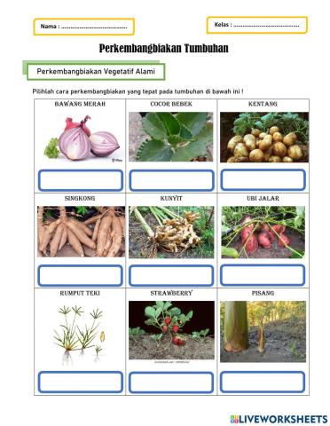 Perkembangbiakan Tumbuhan