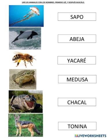Animales