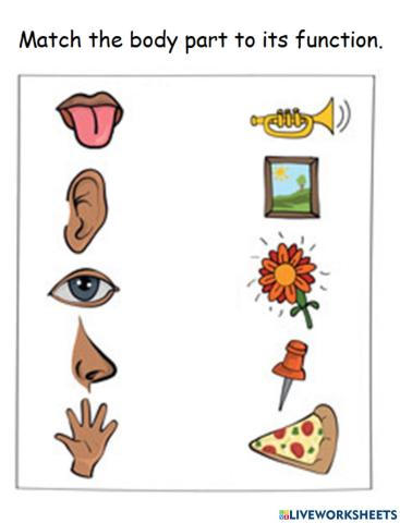 Body parts & functions