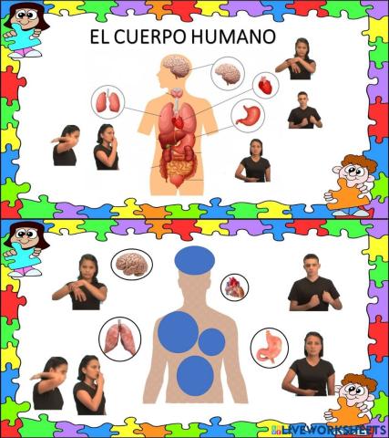 Órganos del Cuerpo Humano en LSEc