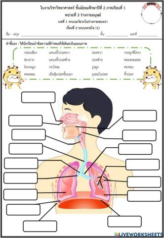 ระบบหายใจ1
