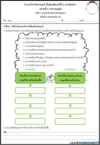ระบบหายใจ3