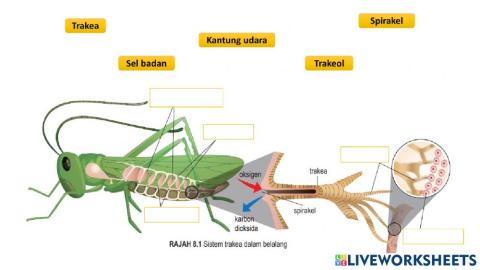 Biologi Ting 4 Bab 8 Struktur Respirasi