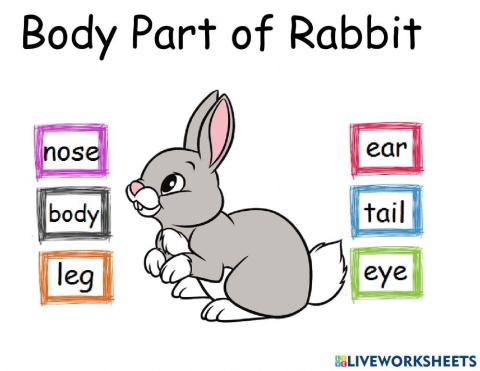 Body Part of Rabbit