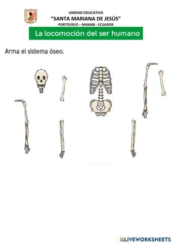 La Locomoción del Ser Humano