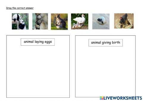 Animal laying eggs and giving birth