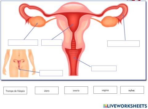 Aparato reproductor femenino