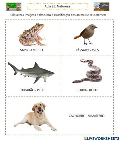 Classificação dos animais