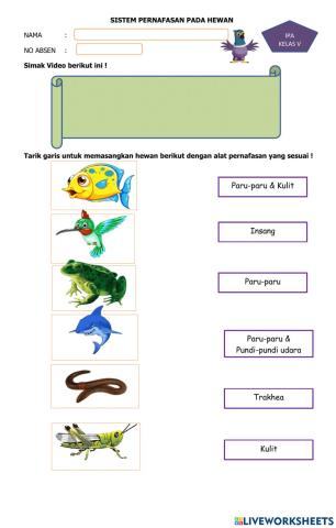 Organ Pernapasan Hewan