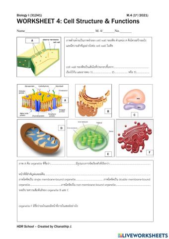 Cell structure and function