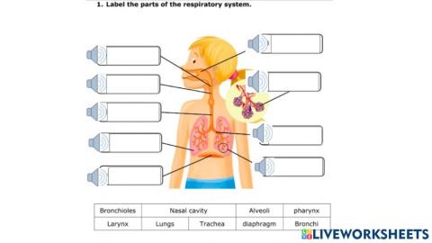 Respiratory system