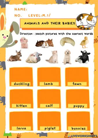 Baby Animals