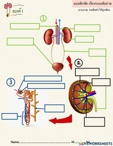 แบบฝึกหัด เรื่อง ระบบขับถ่าย ตอนที่ 1