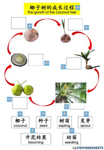 椰子树成长过程
