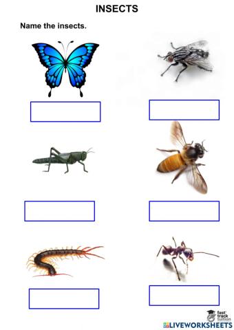 Insects