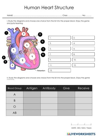 Human Heart Structure