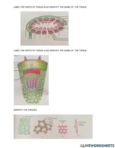 Plant tissue - label the parts