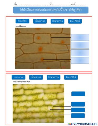 ส่วนประกอบของเซลล์พืช