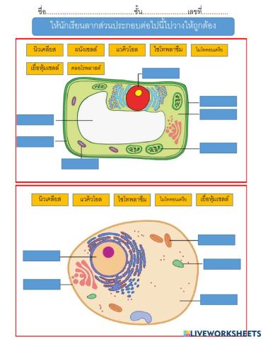 หน่วยพื้นฐานของสิ่งมีชีวิต