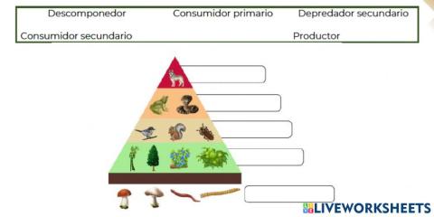 Niveles redes troficas