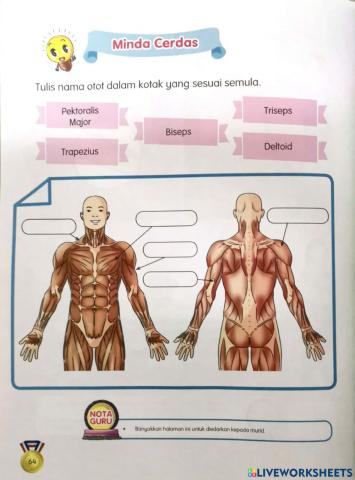 Pendidikan jasmani kssrpk tahun 6