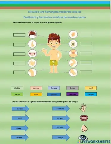 Las partes del cuerpo en guaraní